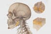 draw detailed medical illustrations