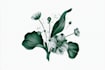design best botanical illustration with flowers