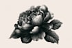 draw botanical illustration or flower illustration
