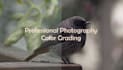 color grade and retouch your photos professionally