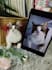 do a custom wool felted pet portrait in a keepsake frame
