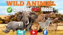 create wildlife animals documentary free videos for youtube