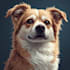 make a beautiful vector pet portrait for you