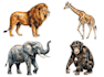draw cute and artistic animal illustration