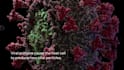 create 3d virus animation, virus structure, and viral infection mechanism video