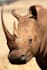 teach you rhinoceros 3d