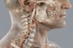 draw detailed medical illustrations