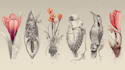 create anatomy, medical, and scientific illustrations