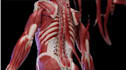 do 3d cgi medical animation for surgery, anatomy, forensic, visualization