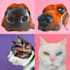 hand paint your pet