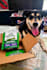 create dog ugc content