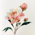 create beautiful botanical illustrations and plant art