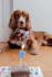 create authentic dog ugc videos for your pet brand
