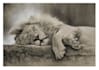 draw a realistic wildlife portrait in graphite or charcoal