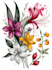 draw botanical and flower illustration