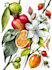 draw a botanical illustration
