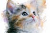draw watercolor pet portrait