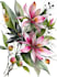 do a botanical illustration