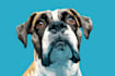 draw your dog or any pets into cartoon