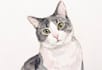 create a personalized watercolor pet portrait