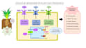 create scientific illustrati abstracts and PPT templates