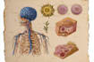 do medical and scientific illustrations