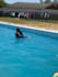 provide professional online swimming coaching, improve swimming technique