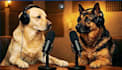 create ai talking pet, ai funny talking animal, ai lip sync