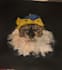 paint your pets portrait