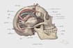 draw detailed medical illustrations