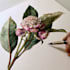 draw a botanical illustration