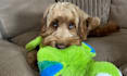 create authentic dog ucg videos for your pet brand