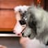 turn your pet into a keychain or ornament