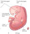 create professional and visually appealing medical presentations