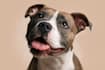 paint stunning pet portrait