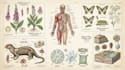 create anatomy, medical, and scientific illustrations