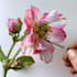 draw a botanical illustration