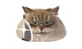 make a digital drawing of your pet