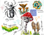 create watercolor and digital scientific illustrations