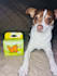 create ugc pet content