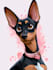 create disney pet portrait illustration