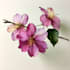 draw a botanical illustration