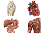 draw professional anatomy illustrations