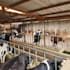 write a professional livestock and agribusiness plan