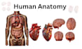 create anatomy, medical, and scientific illustrations, diagram