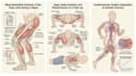 draw exercise, medical and anatomy illustrations