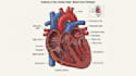 draw medical and science illustrations