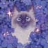 illustrate your pet in a cute style