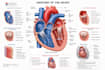create professional medical powerpoint presentations for mbbs and nursing