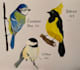 draw traditional bird illustration